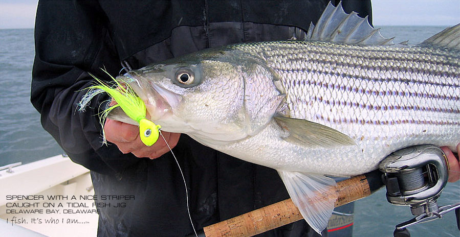Striped Bass caught by Spencer White of Lateral Line Fishing Clothing Company