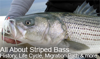 All About Striped Bass, History of Striped Bass, Migration Patterns of Striped Bass, Spawning of Striped Bass, Feeding Habits of Striped Bass