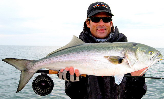 Bluefish on the Fly Rod Saltwater Fly Fishing Report in Virginia's Chesapeake Bay - wearing a fishing hat