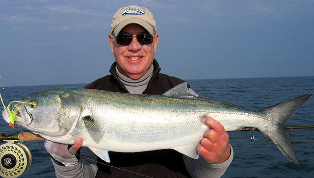 Wild Bill with a nice Bluefish on the fly - Saltwater Fly Fishing Report