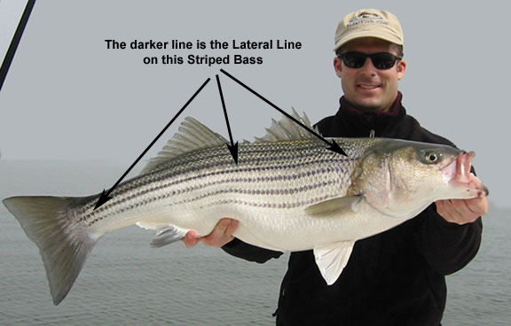 fish lateral line line shown in this picture of a striped bass from the Chesapeake Bay